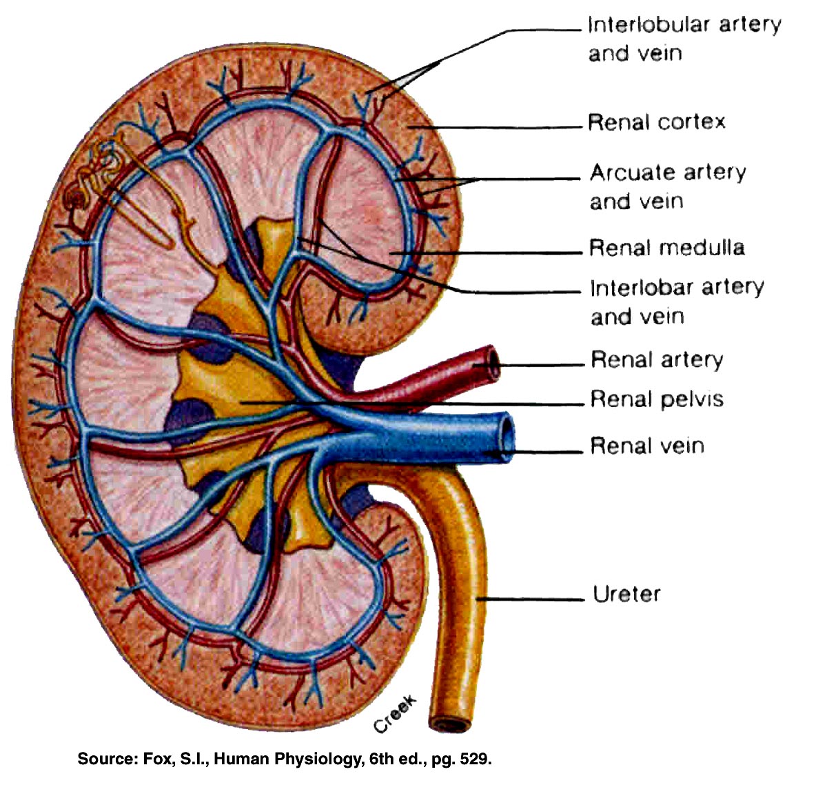 【renal_cortex】什么意思_英语renal_cortex的翻译_音标_读音_用法_例句_在线翻译_有道词典