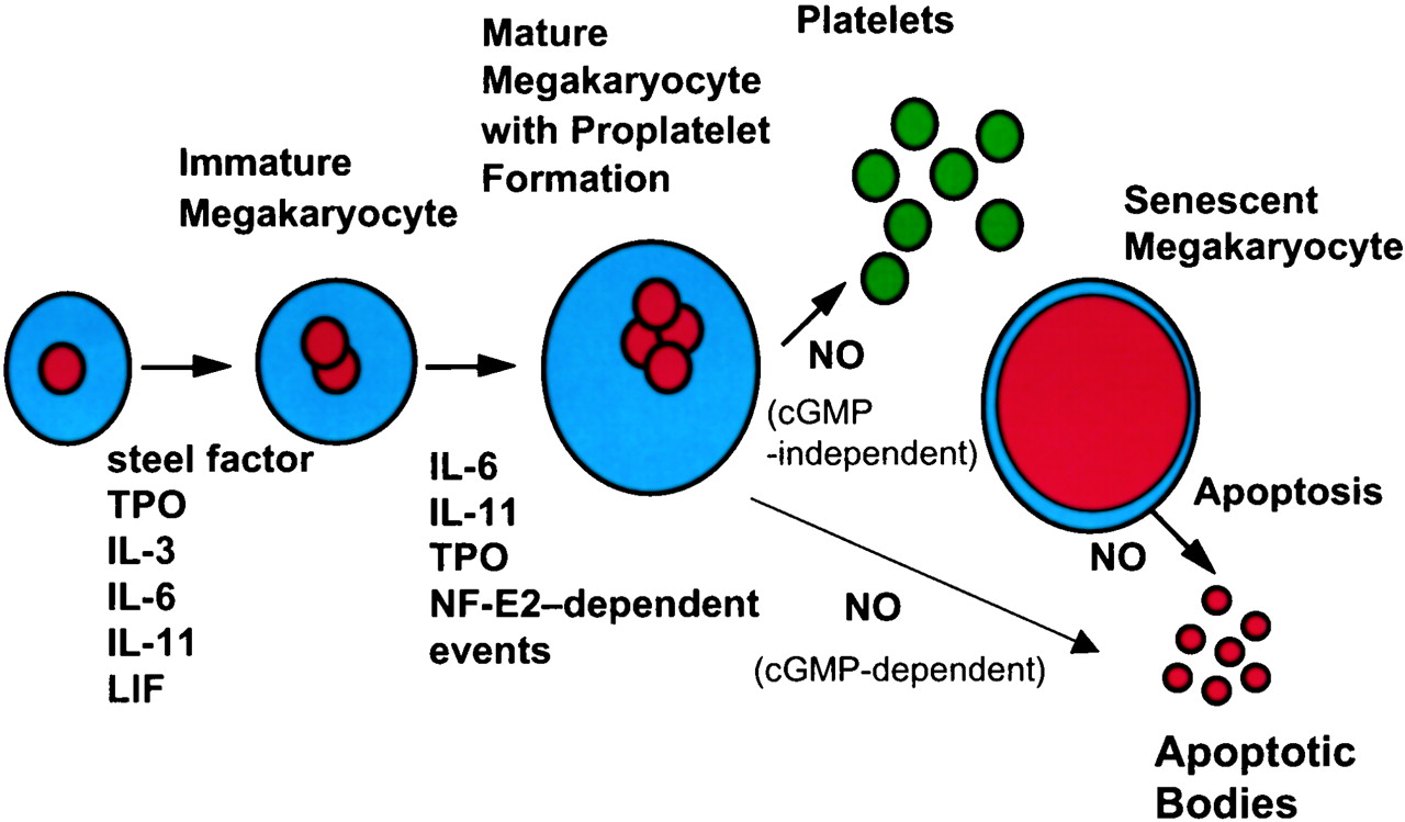 thrombopoiesis