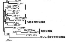黄症病毒科的系统发育树（外壳蛋白）