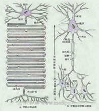 神经元之间的连接