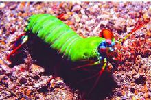 螳螂虾