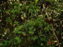 高山紫萼藓