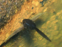 翡翠树蛙-蝌蚪