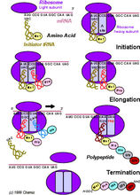 核糖体：多肽合成场所，能与信使RNA结合
