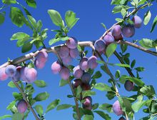 乌梅是碱性食品