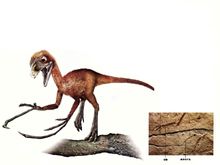 树息龙复原图及化石 树息龙复原图及化石