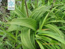 长梗藜芦 长梗藜芦