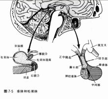 松果体位置示意图 松果体位置示意图