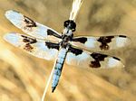 Libellula forensis，蜻蜓的一种。