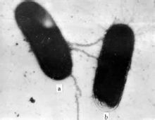 细菌接合作用 细菌接合作用