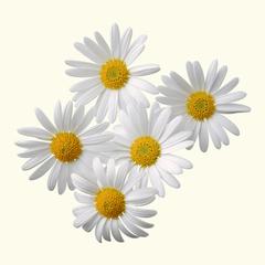 【daisy】什么意思_英语daisy的翻译_音标